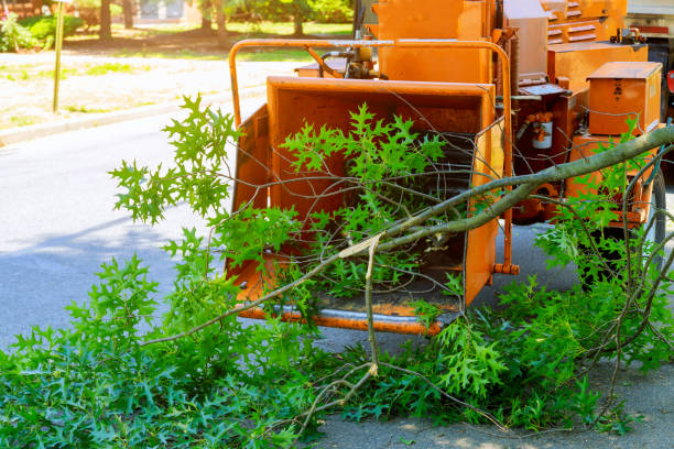 The Steps Involved in Our Tree Care Process in Fox Crossing, WI